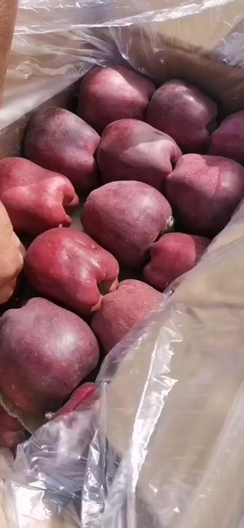产地直销大花牛，新疆阿克苏，秦冠等各种苹果。