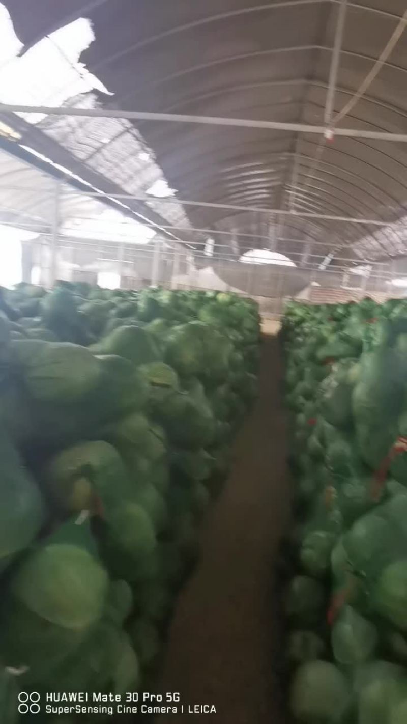 包菜，香菜，土豆，各种芹菜，白菜各种蔬菜常年种植