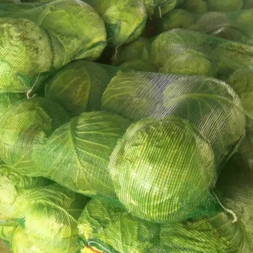 包菜，香菜，土豆，各种芹菜，白菜各种蔬菜常年种植
