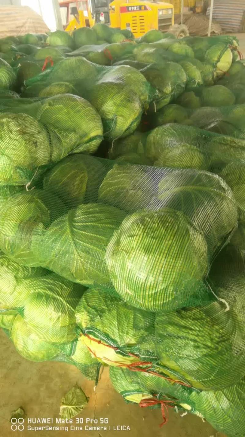 包菜，香菜，土豆，各种芹菜，白菜各种蔬菜常年种植