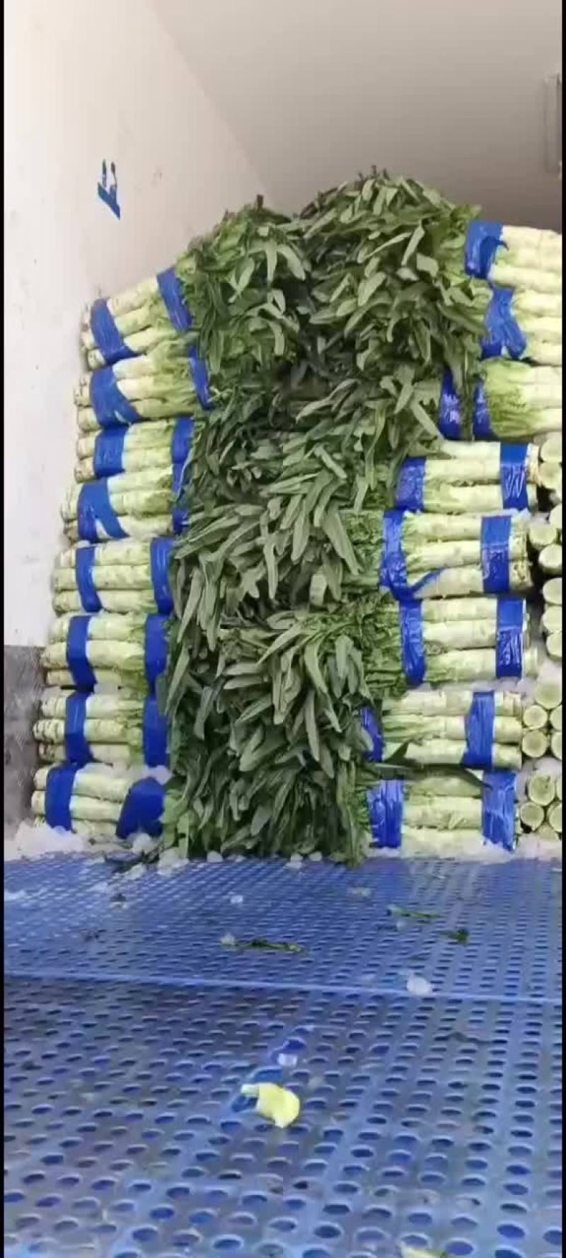 精品莴笋