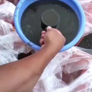 鲫鱼水花