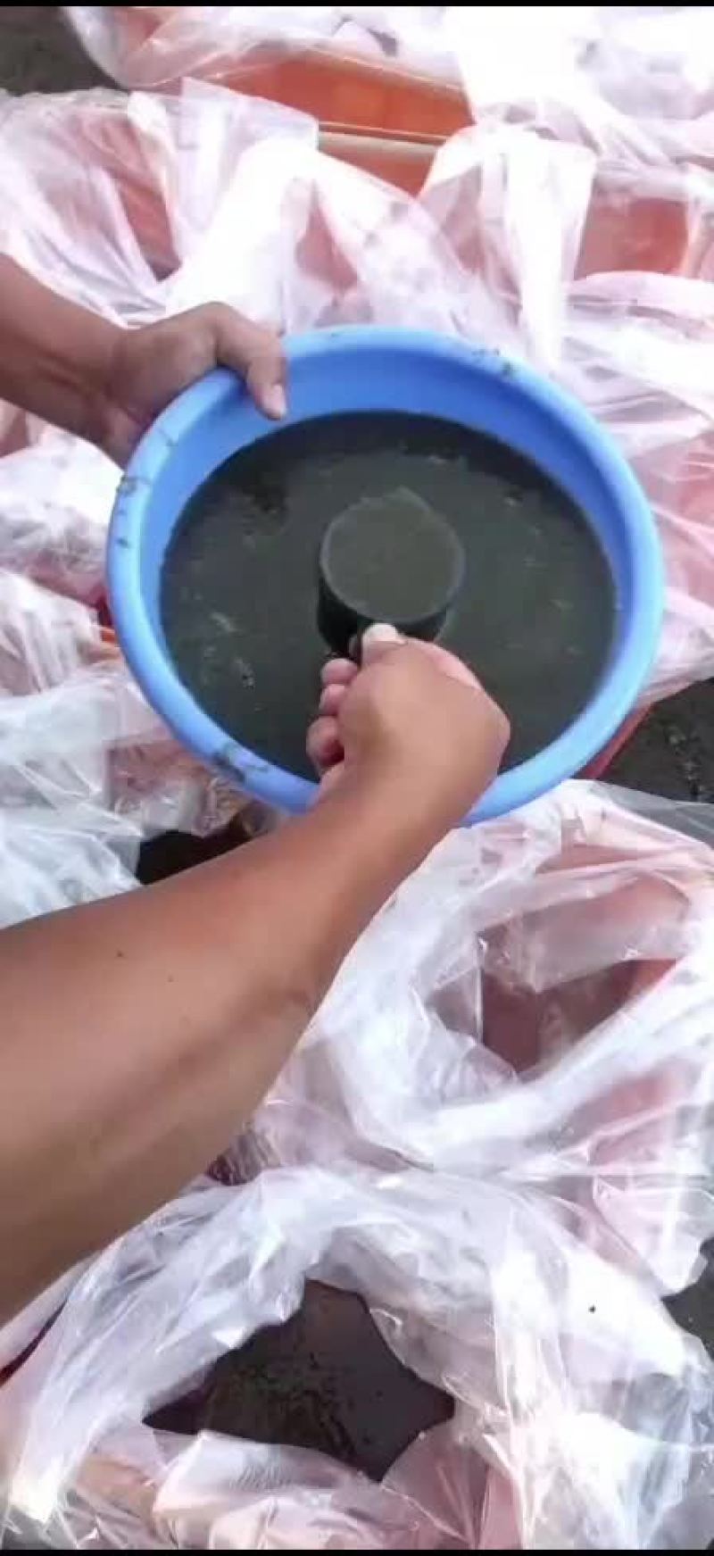 鲫鱼水花