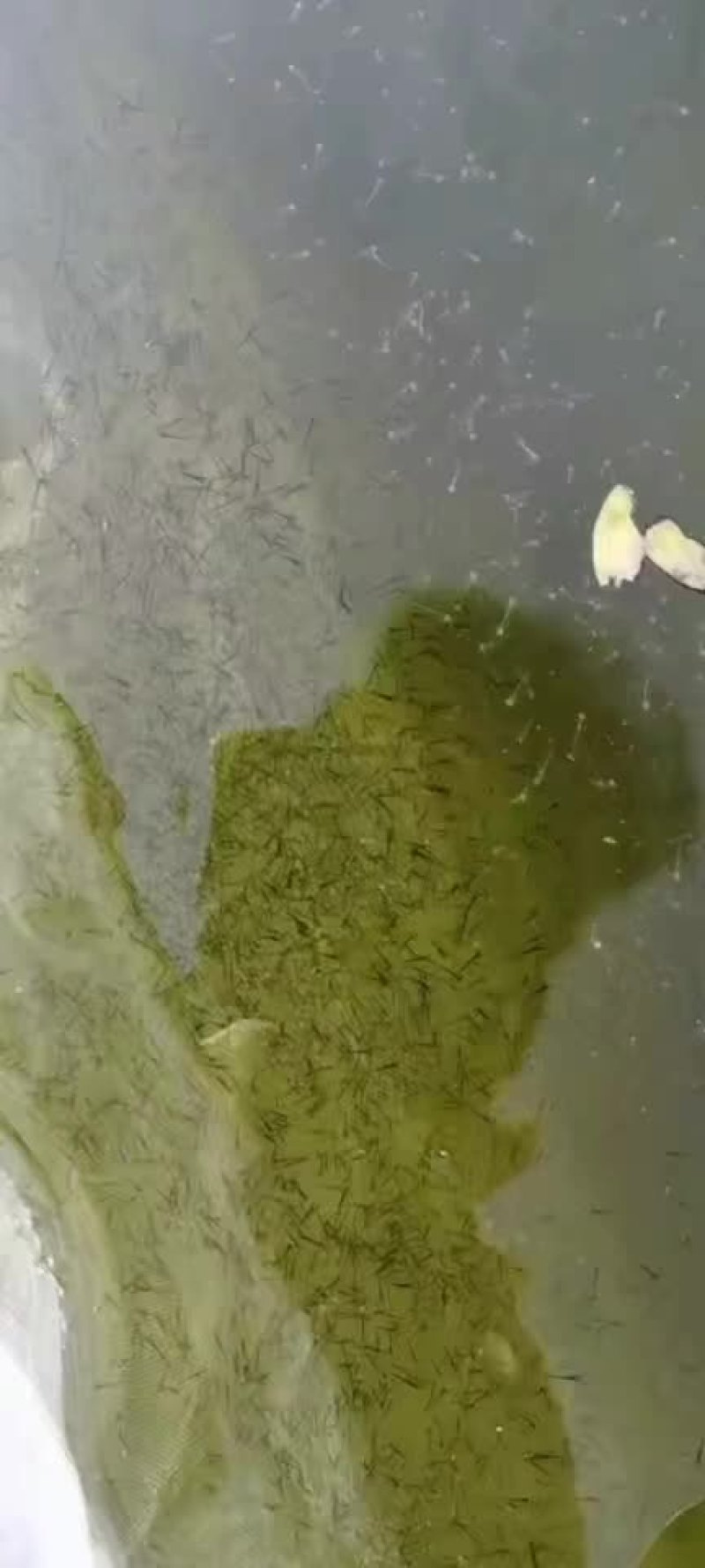 鲫鱼水花