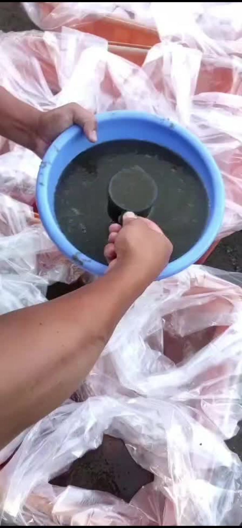 鲫鱼水花