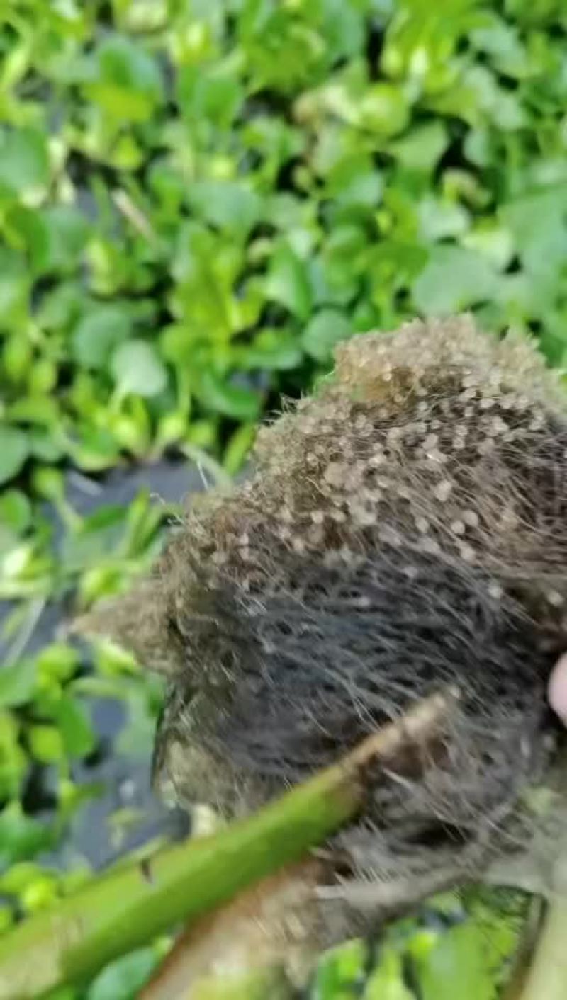鲫鱼水花