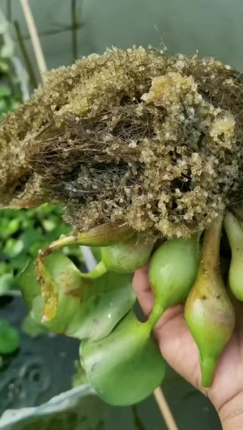 鲫鱼水花