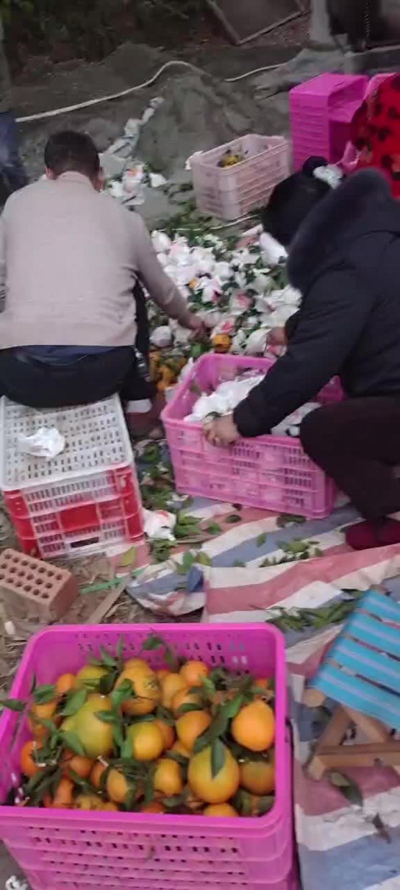 眉山耙耙柑