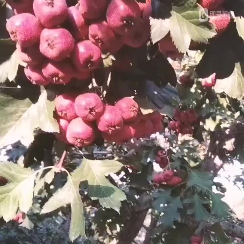 遵化市自家产的铁山楂热销中，货源充足，现货供应。