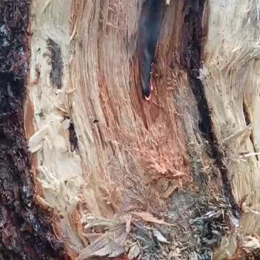 松节，松脂，松油