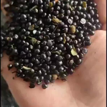 花椒籽