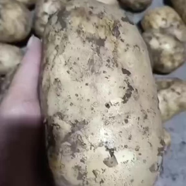 土豆