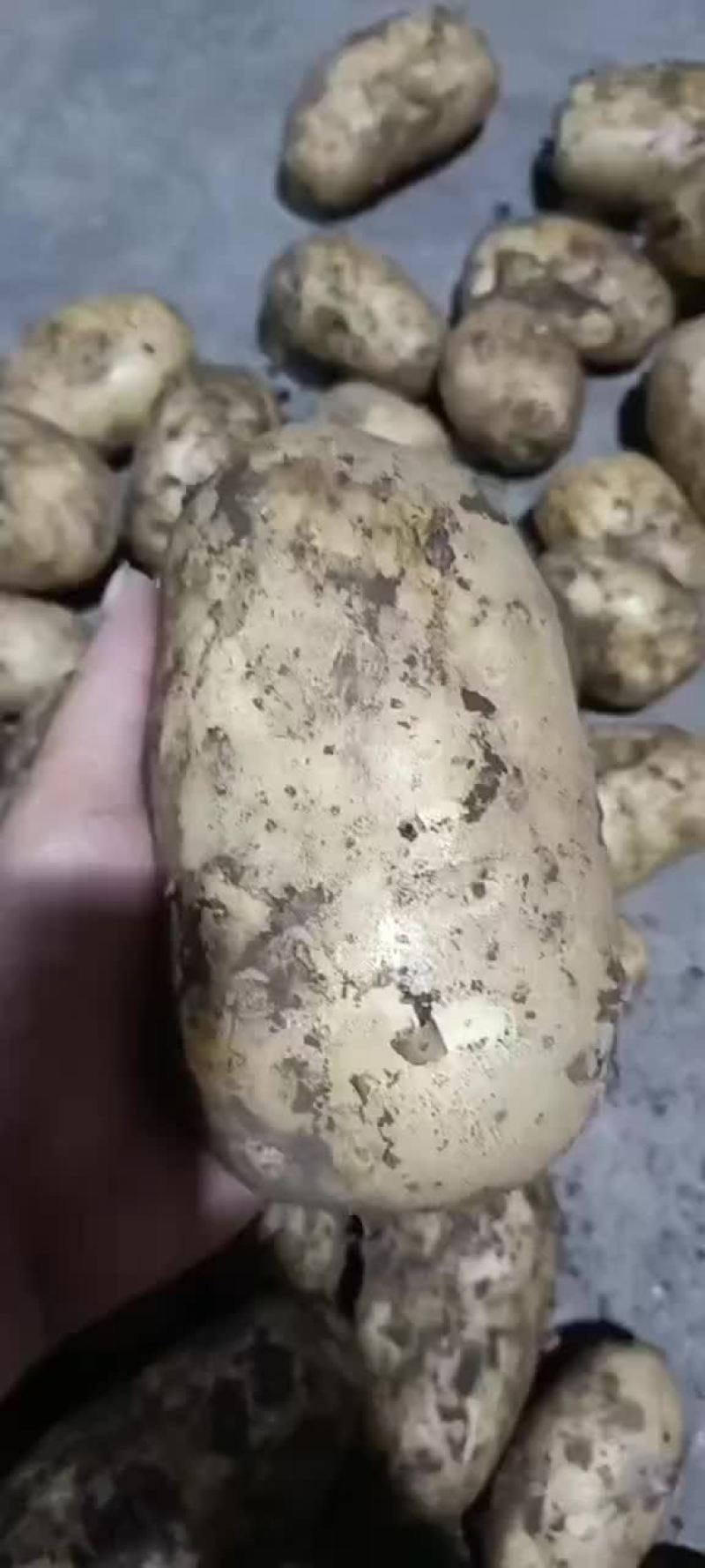 土豆