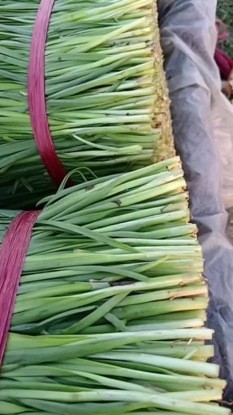 韭菜