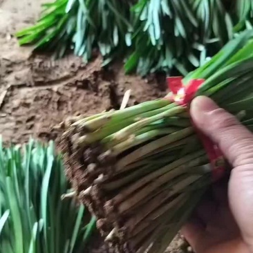 精品韭菜，大量上市