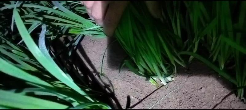 精品韭菜，大量上市