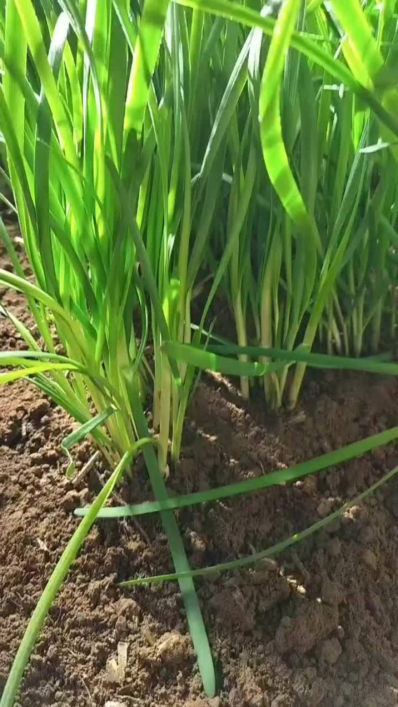 精品韭菜，大量上市