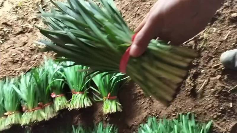 精品韭菜，大量上市
