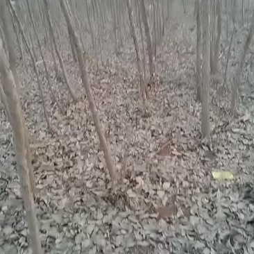 流苏树油根子