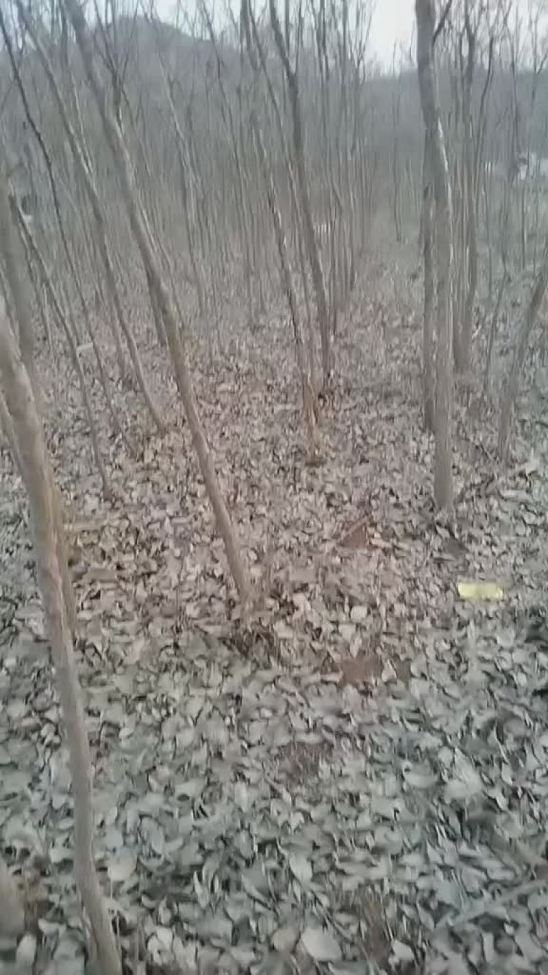 流苏树油根子