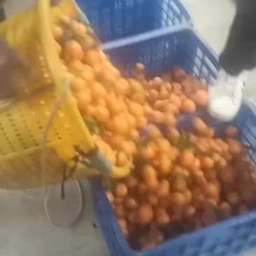 大量广西沙塘橘采摘需要联系