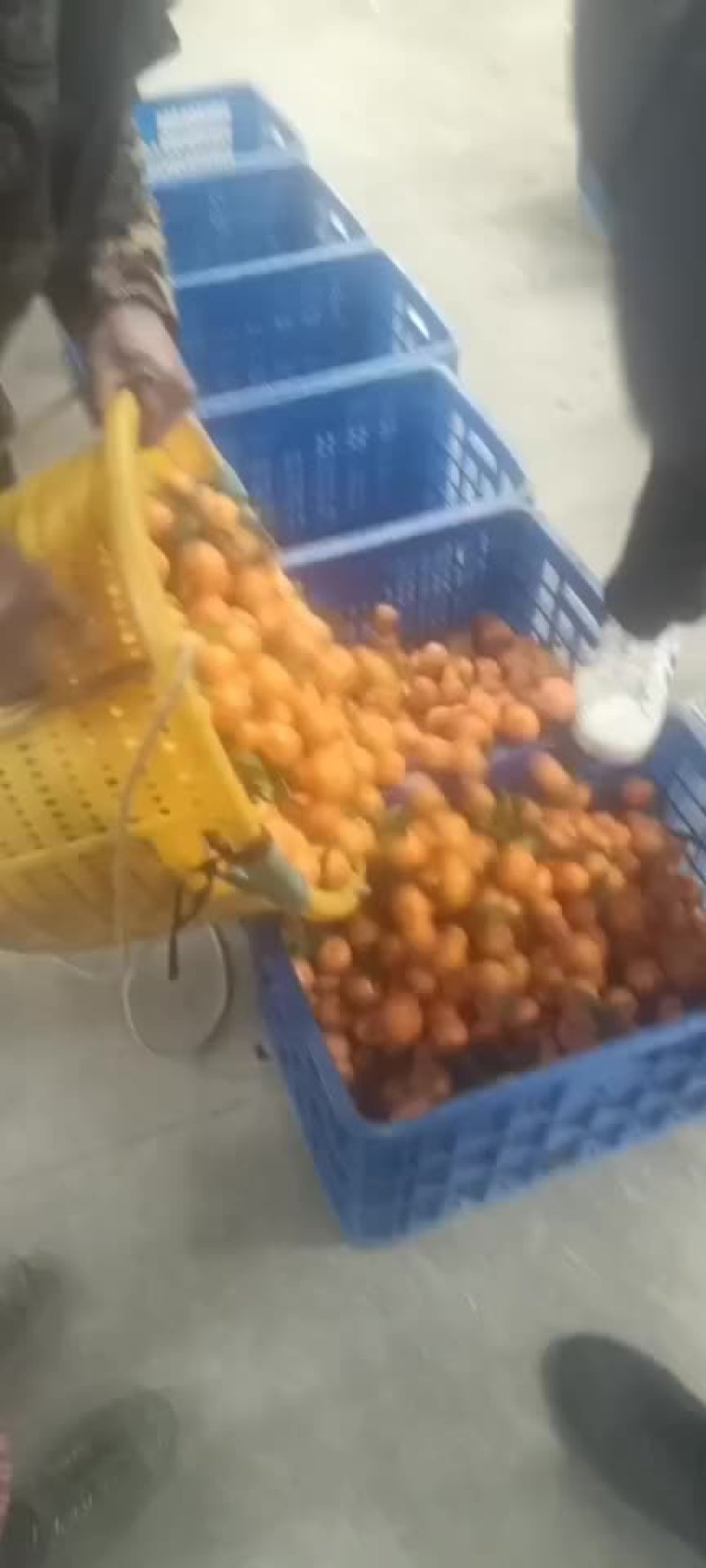 大量广西沙塘橘采摘需要联系