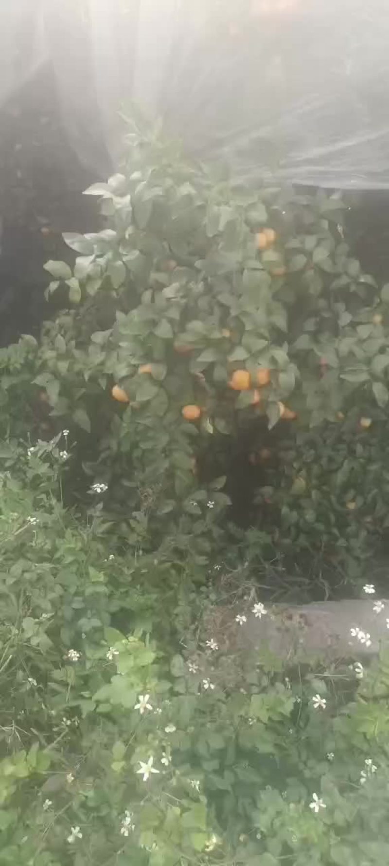 大量广西沙塘橘采摘需要联系