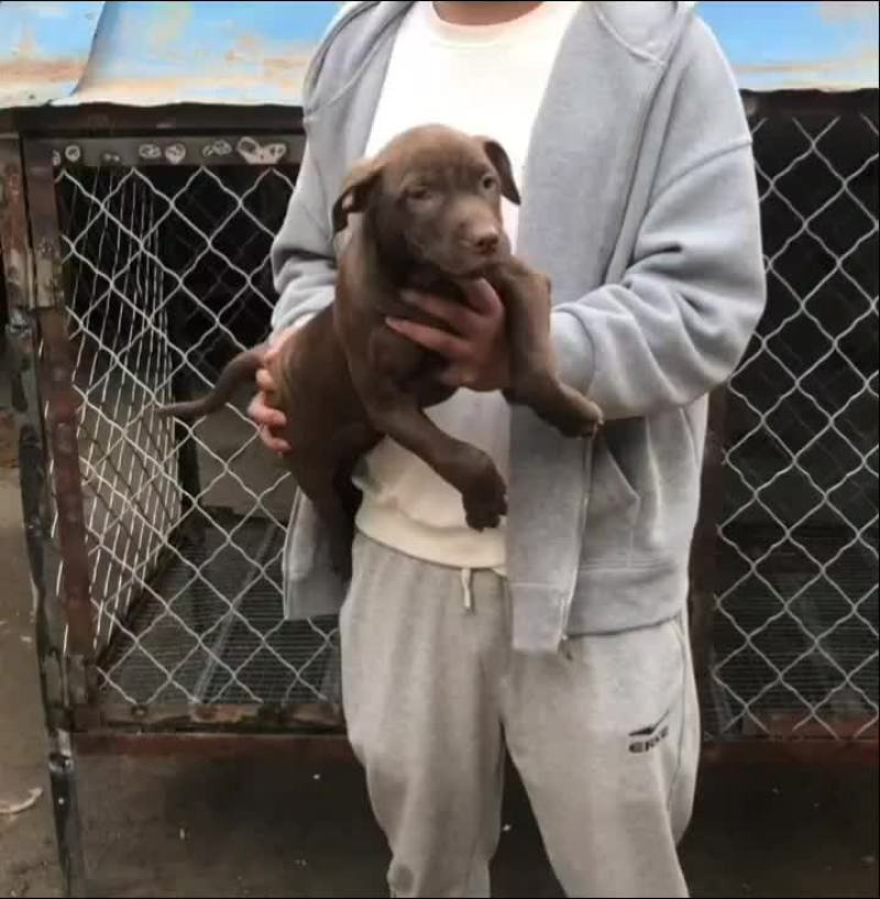 虎斑犬