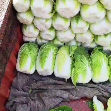 黄心矮脚白菜大量有货