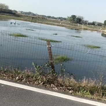 泥鳅