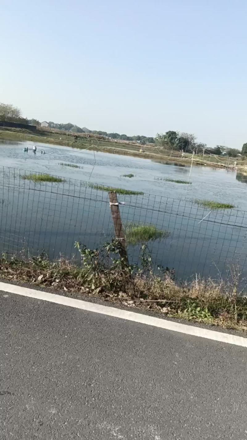 泥鳅