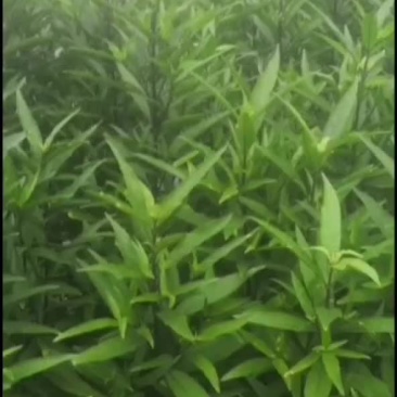 小驳骨