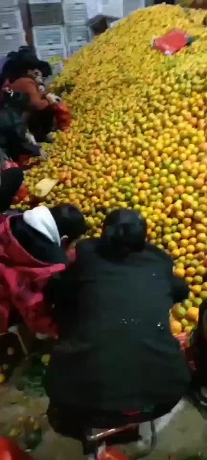 冰糖橙大量供应全国代发