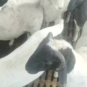 杜波肉羊