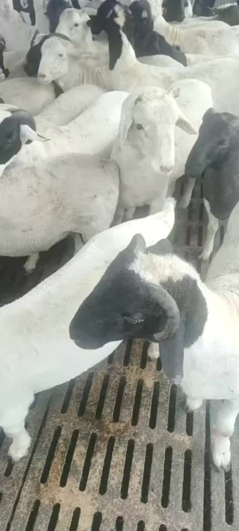 杜波肉羊