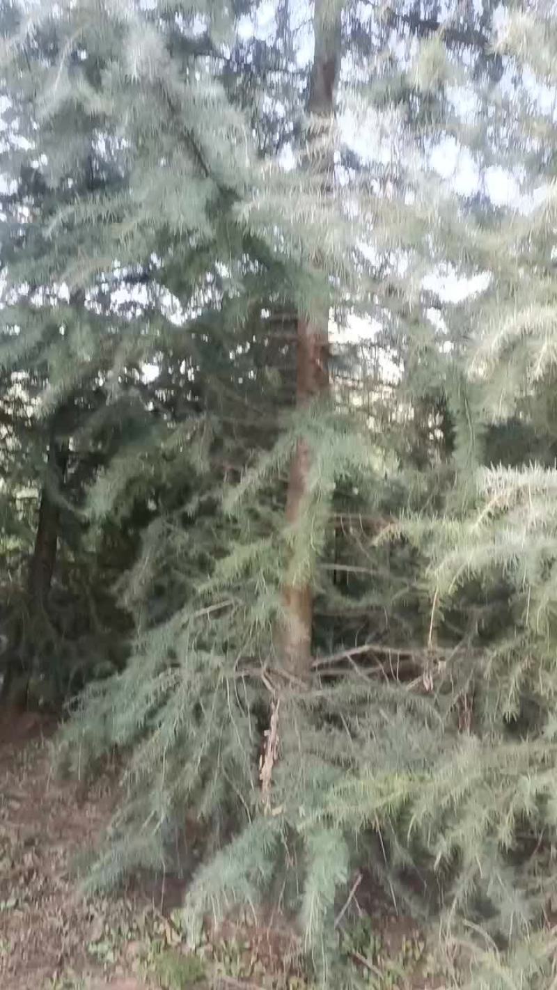 木材
