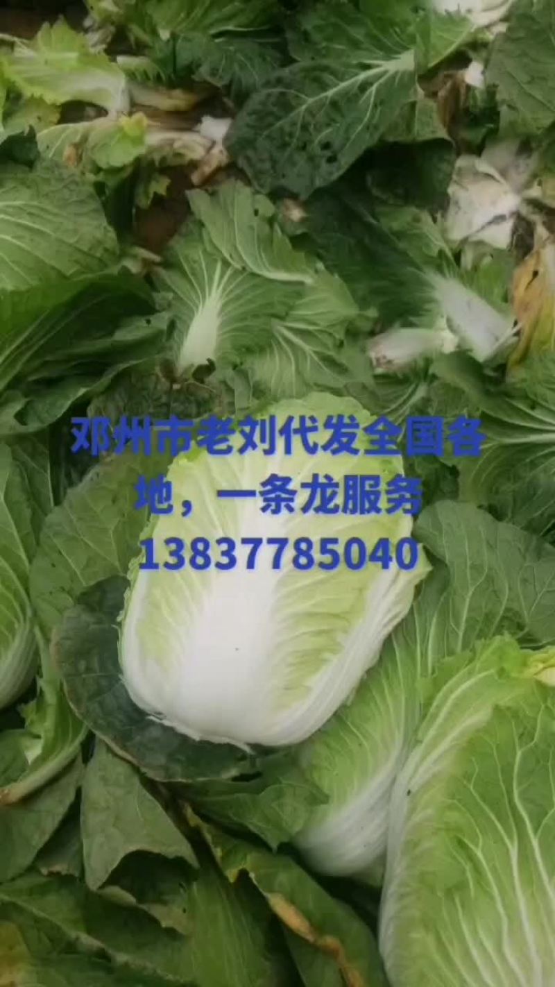 邓州市菜花