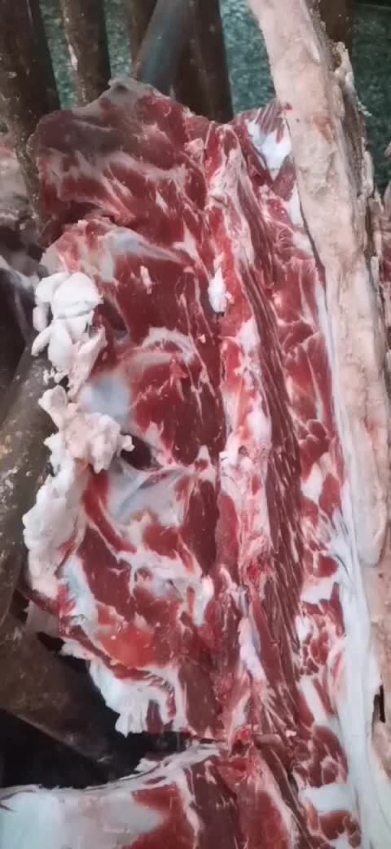 牛脊骨