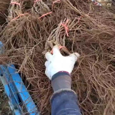 阳光玫瑰葡萄苗