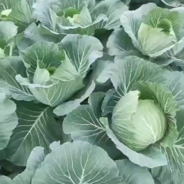 莲花白/甘蓝大处理