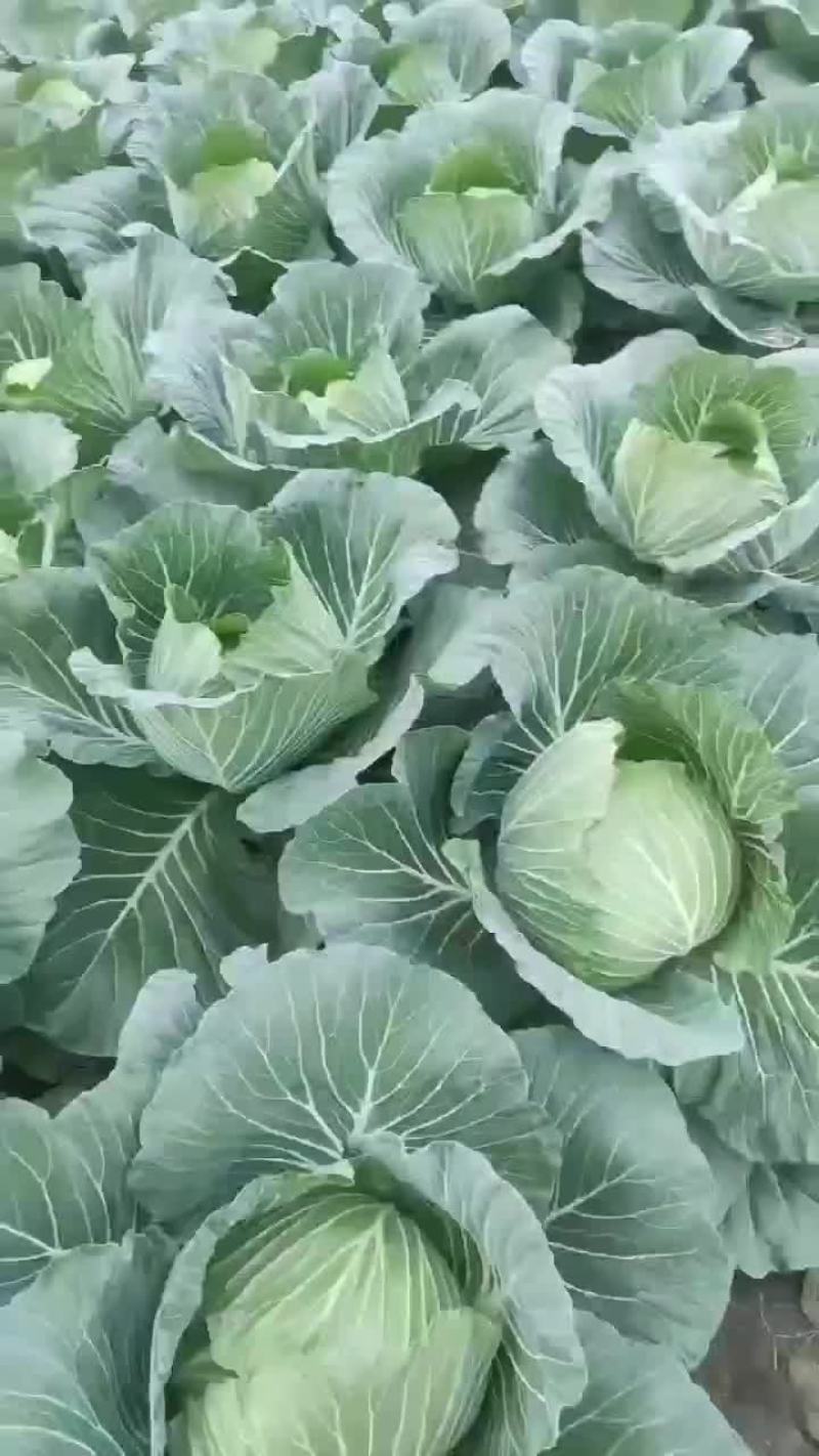 莲花白/甘蓝大处理