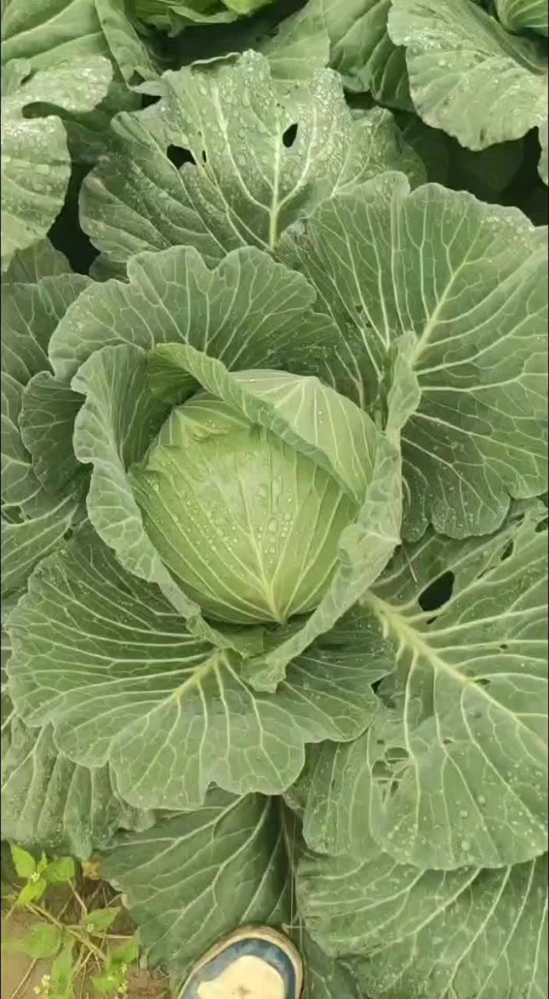 莲花白/甘蓝大处理