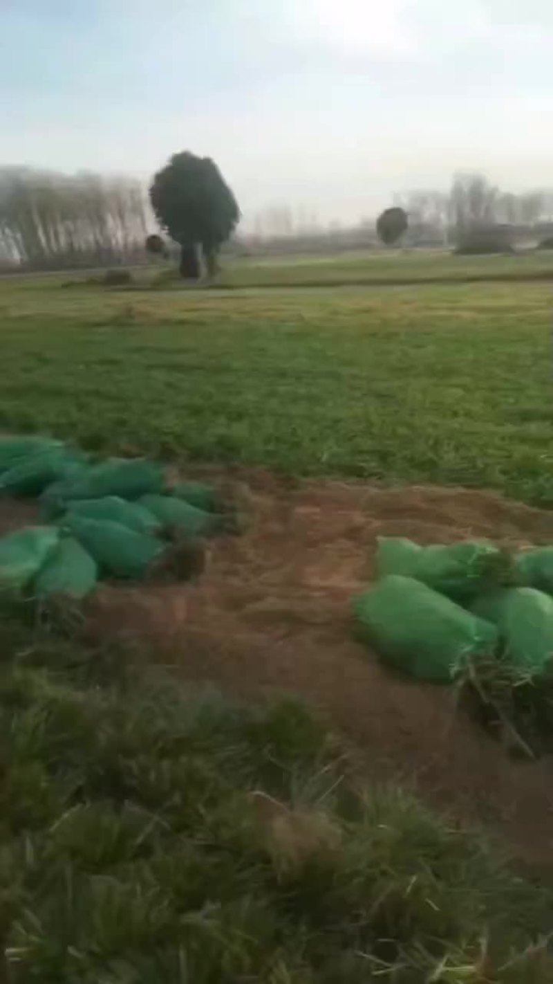 麦冬苗子，大量有货批发零售需要的联系