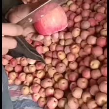 阿克苏冰糖心苹果