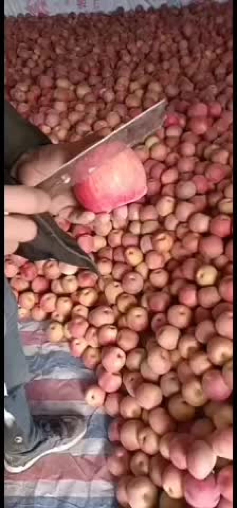 阿克苏冰糖心苹果