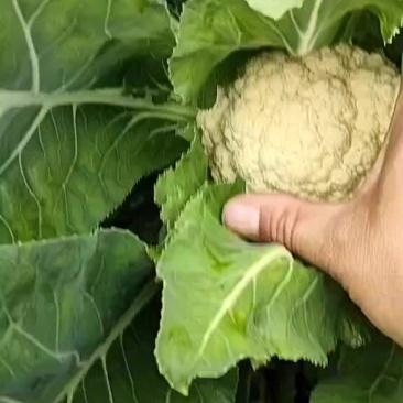 90天100天小米花大量上市