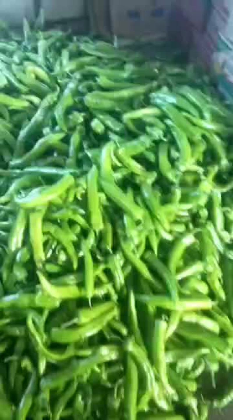 暖棚尖椒，色泽鲜