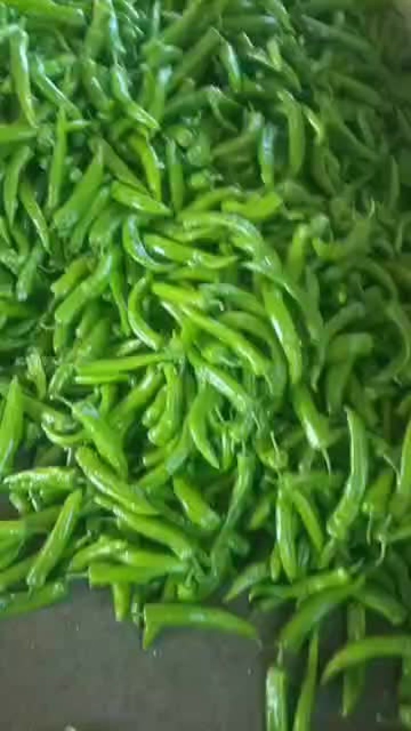 暖棚尖椒，色泽鲜