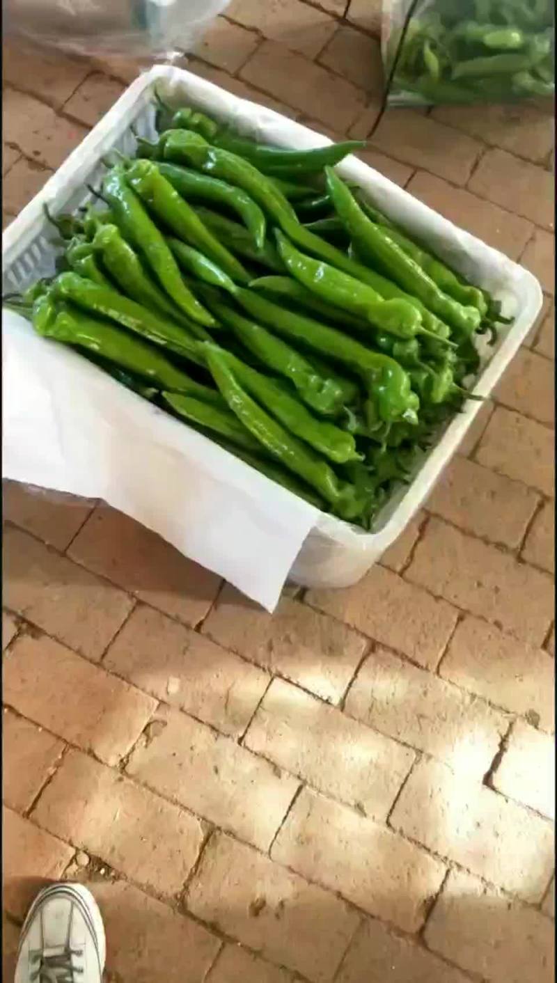 暖棚尖椒，色泽鲜