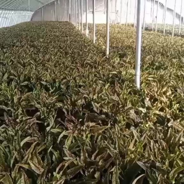 大棚莴苣，欢迎各位老板前来采购